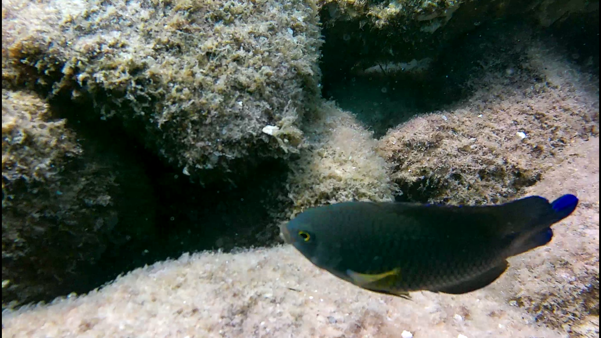 Mermaid-DestinSpokeJetty042.png