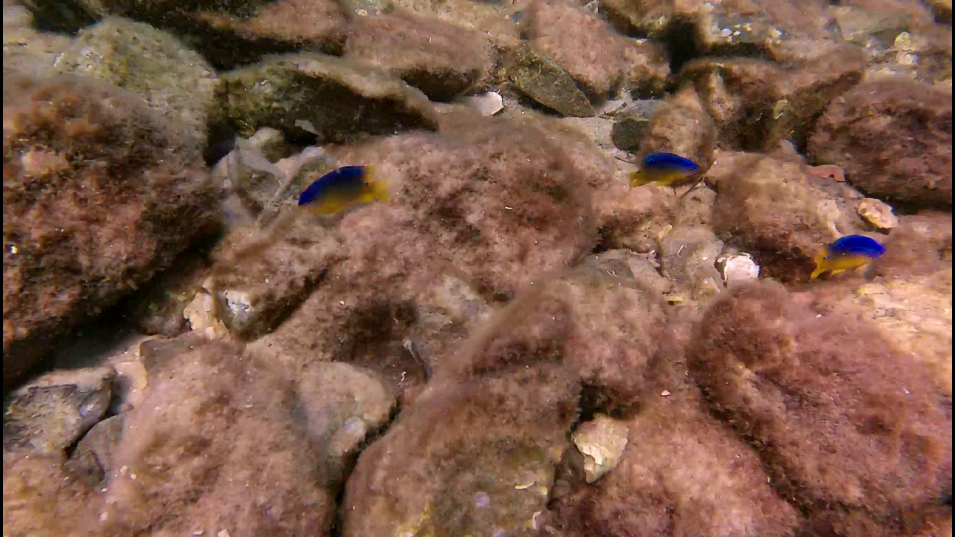 Mermaid-DestinSpokeJetty032.png