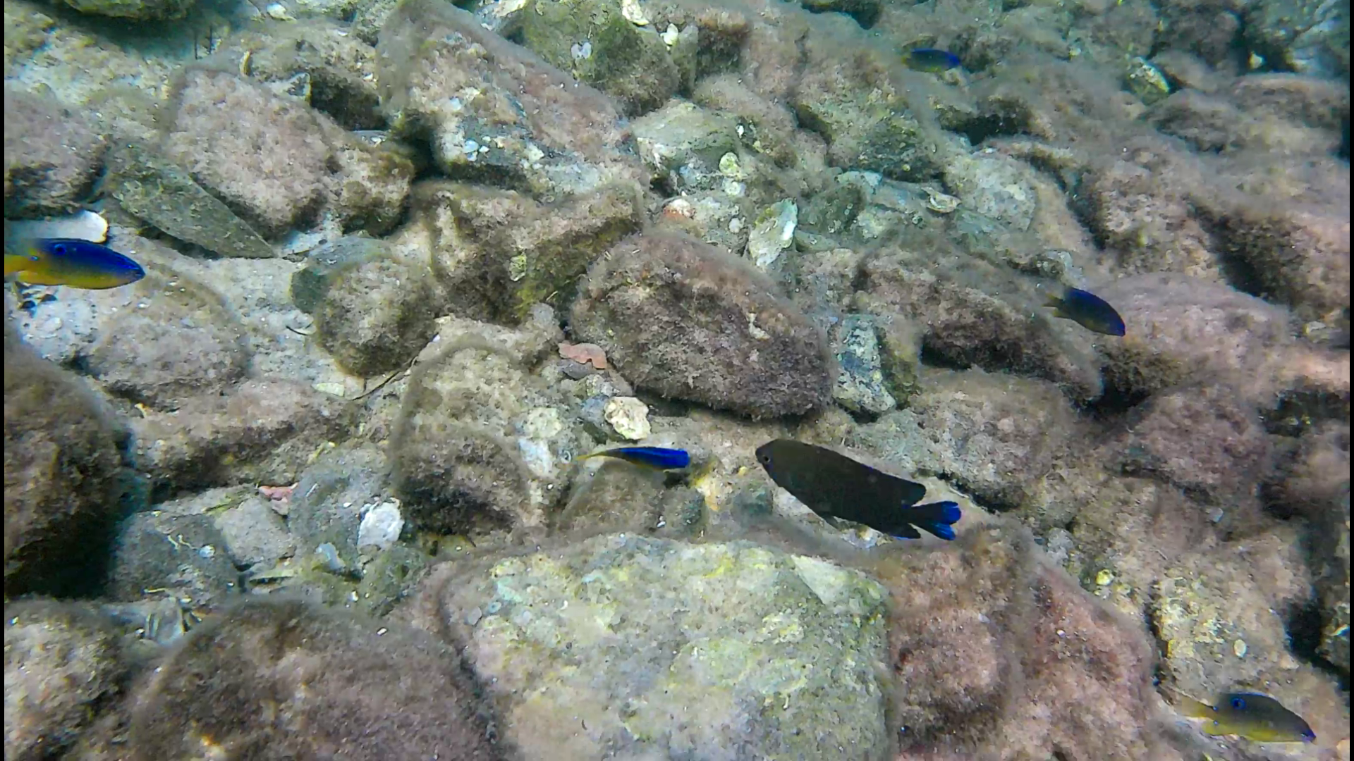 Mermaid-DestinSpokeJetty033.png