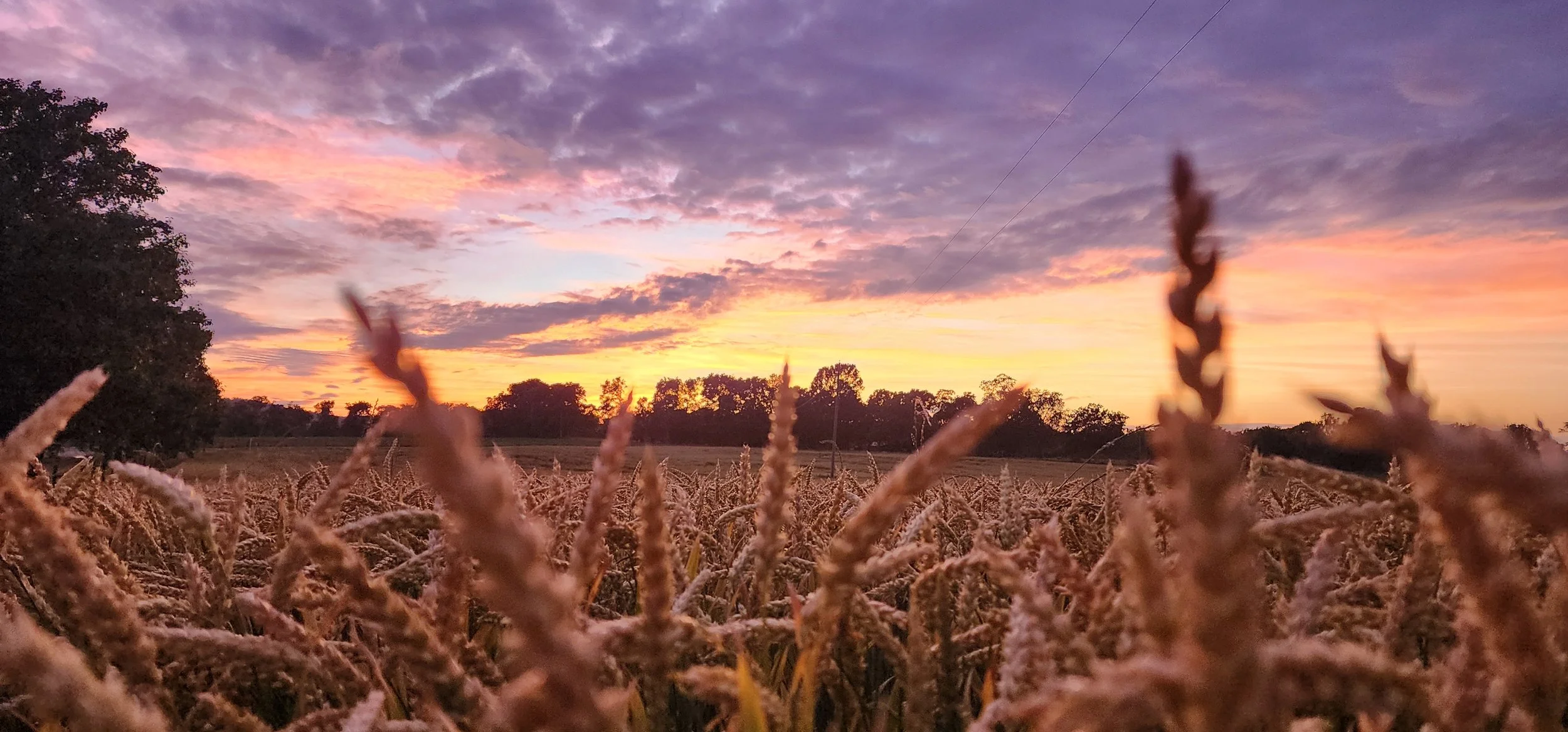 TNFarmScenes (49).jpg