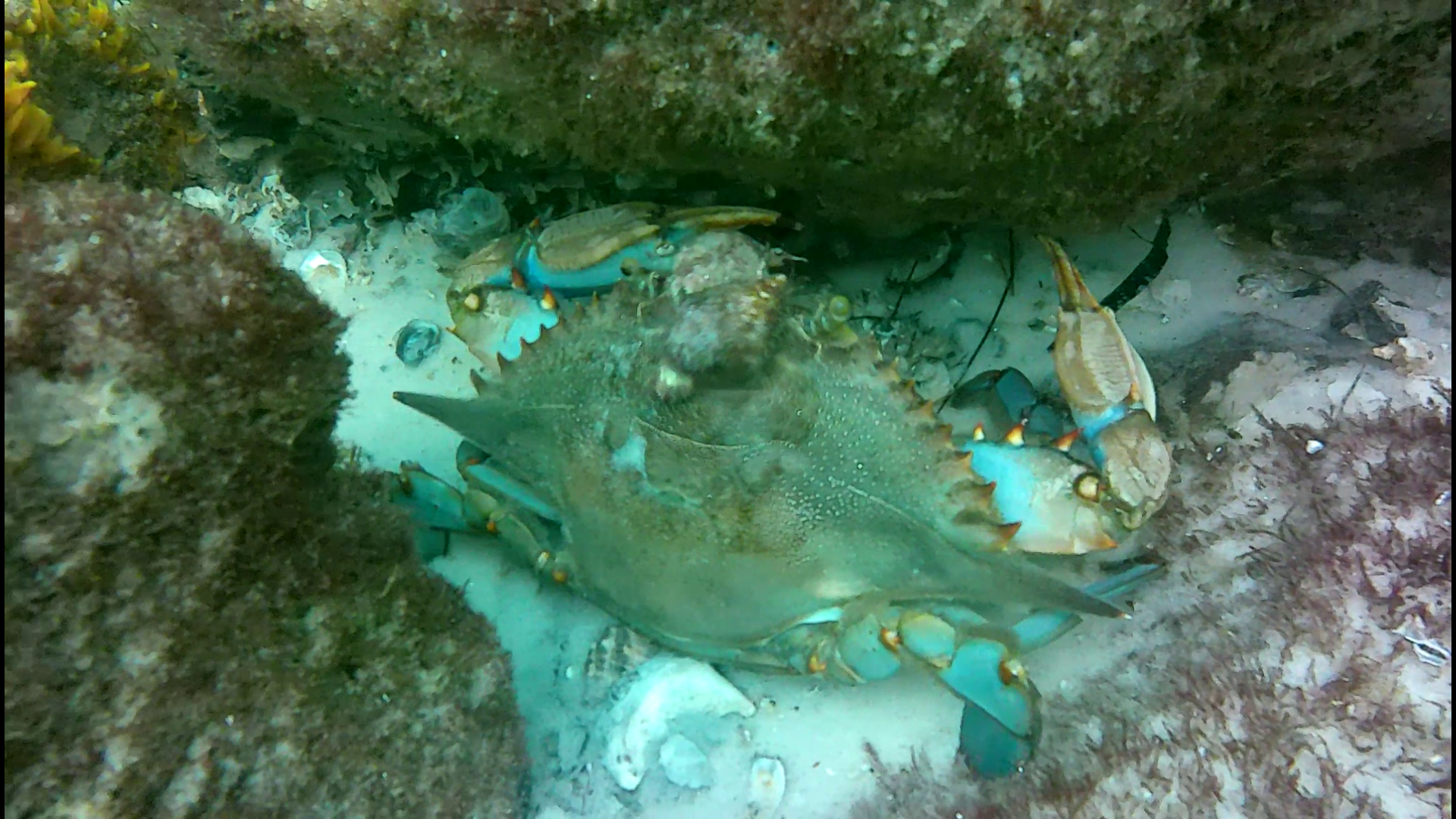 Destin - Finger Jetty - Nov dive