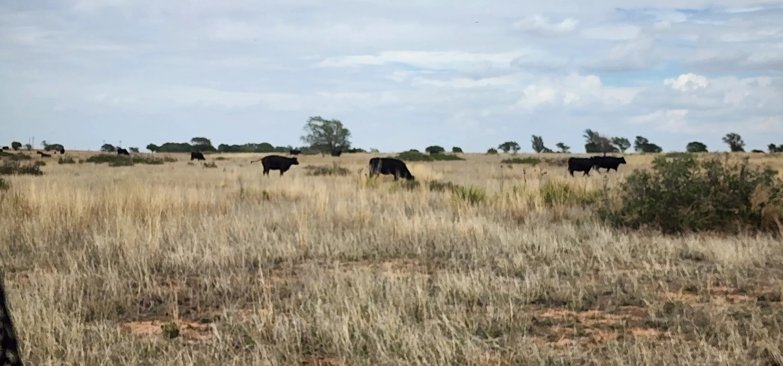 Counting cattle