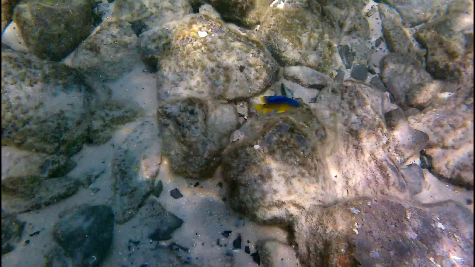 Mermaid-DestinSpokeJetty027.png