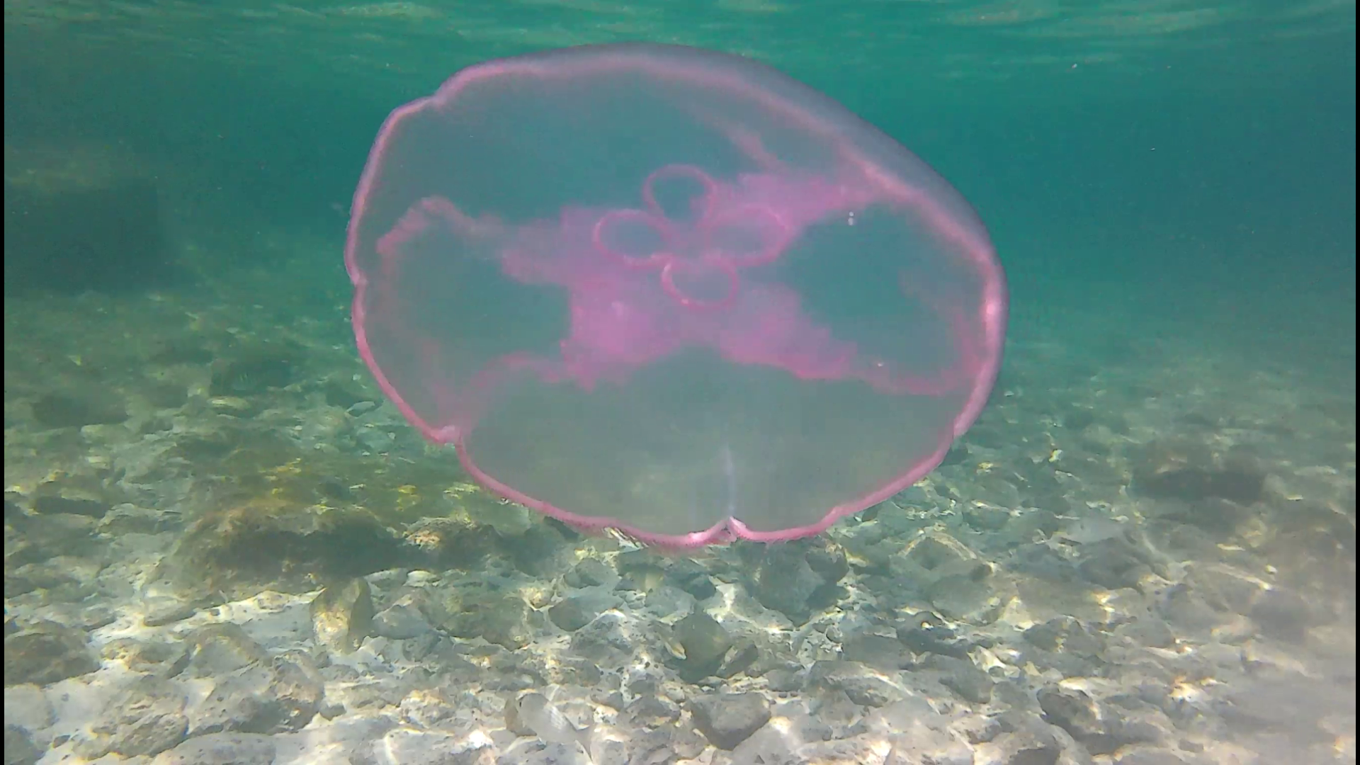 Mermaid-DestinSpokeJetty024.png