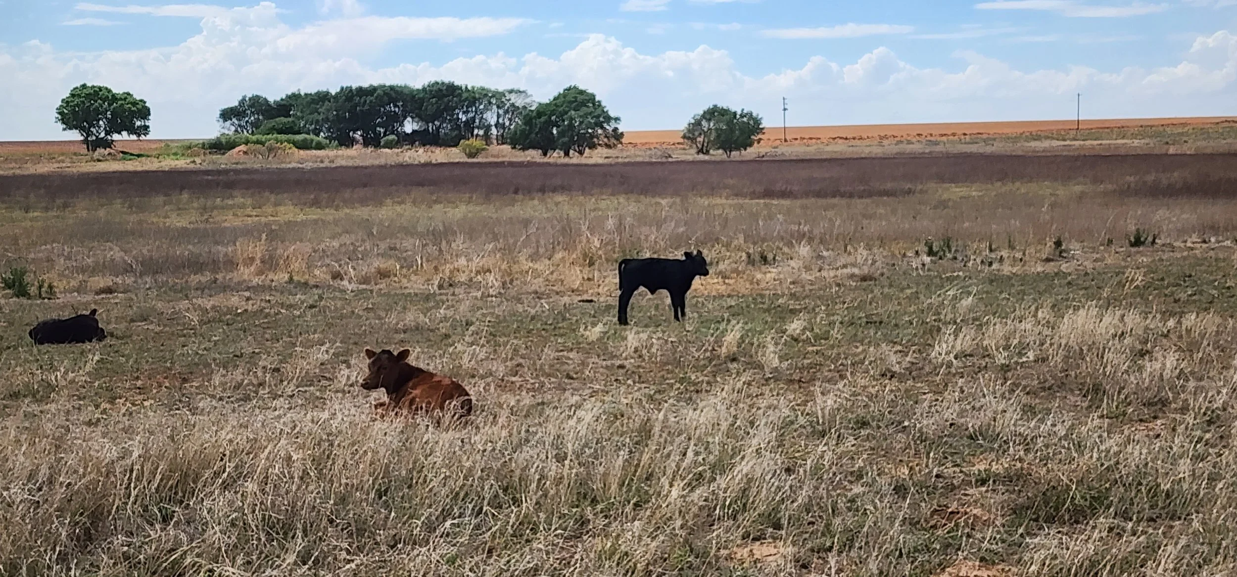 Counting cattle
