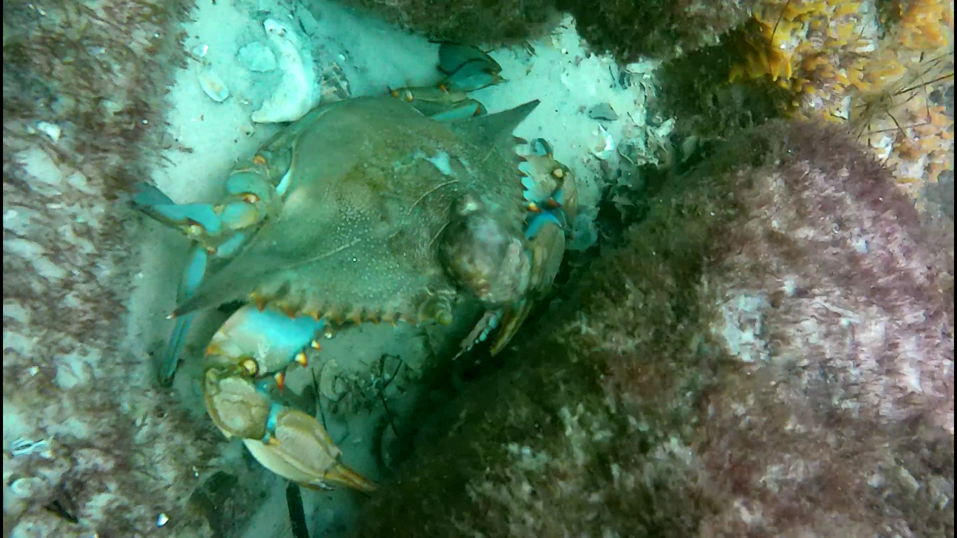 Destin - Finger Jetty - Nov dive