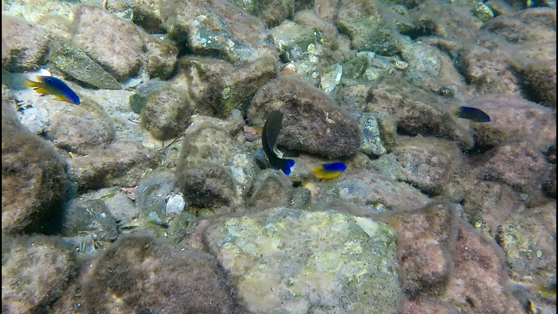 Mermaid-DestinSpokeJetty034.png