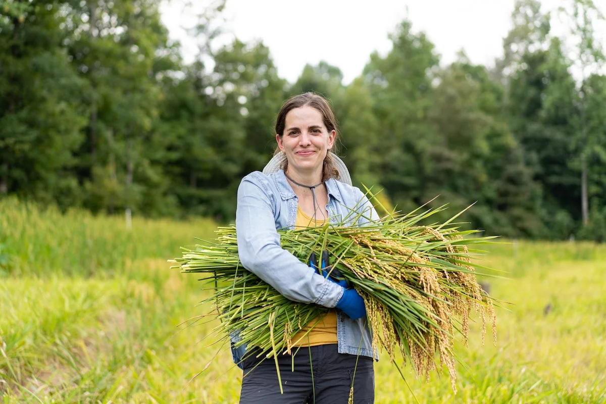 A woman holding a large bundle of harvested rice stalks in a green outdoor field.