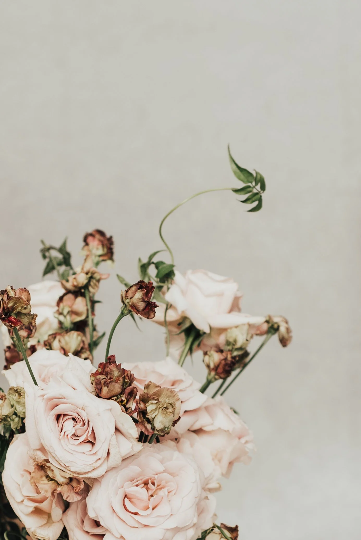 This is a photo of wild pink wedding roses behind a muted background. This photo was taken in Las Vegas, Nevada.