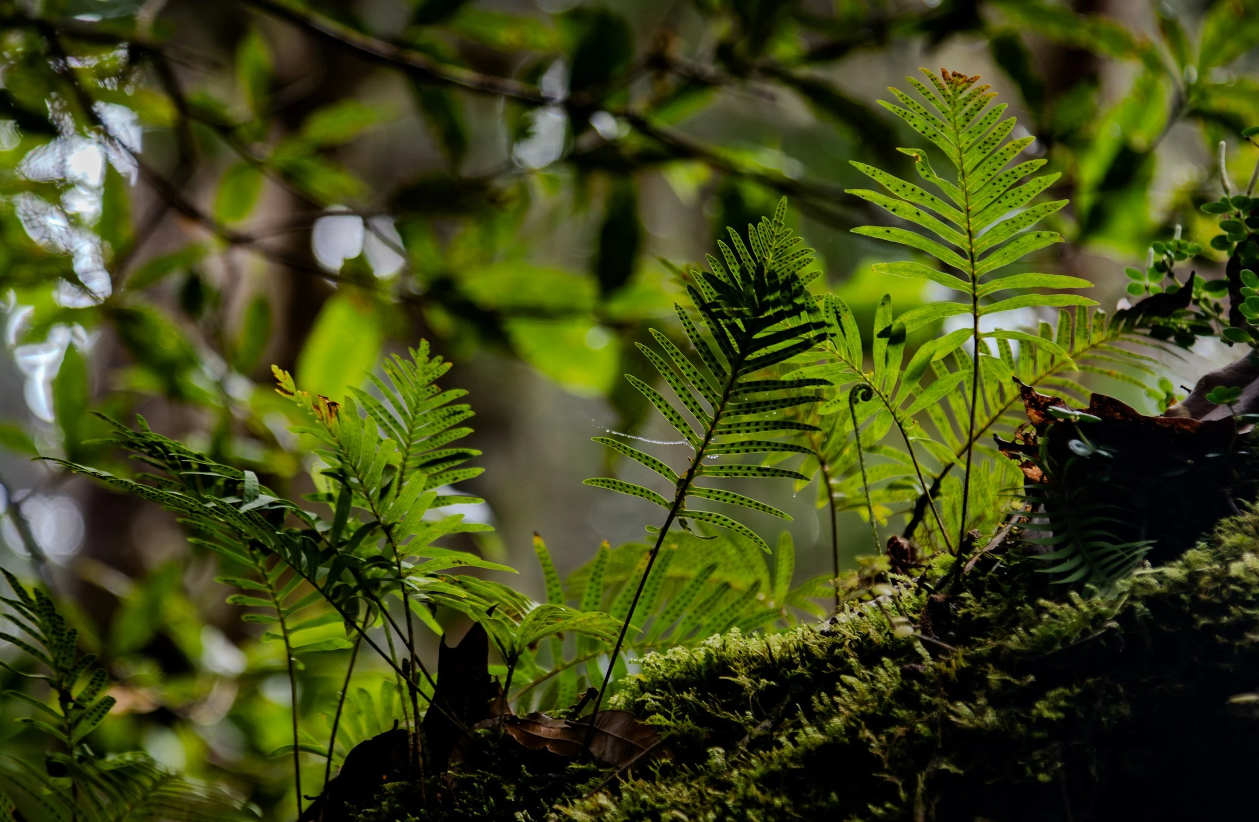 rainforest ferns