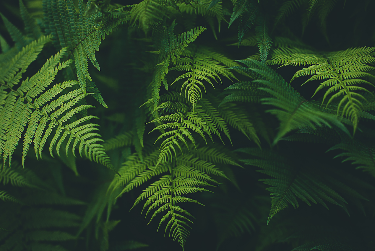 Close-up of green fern leaves in a natural setting.