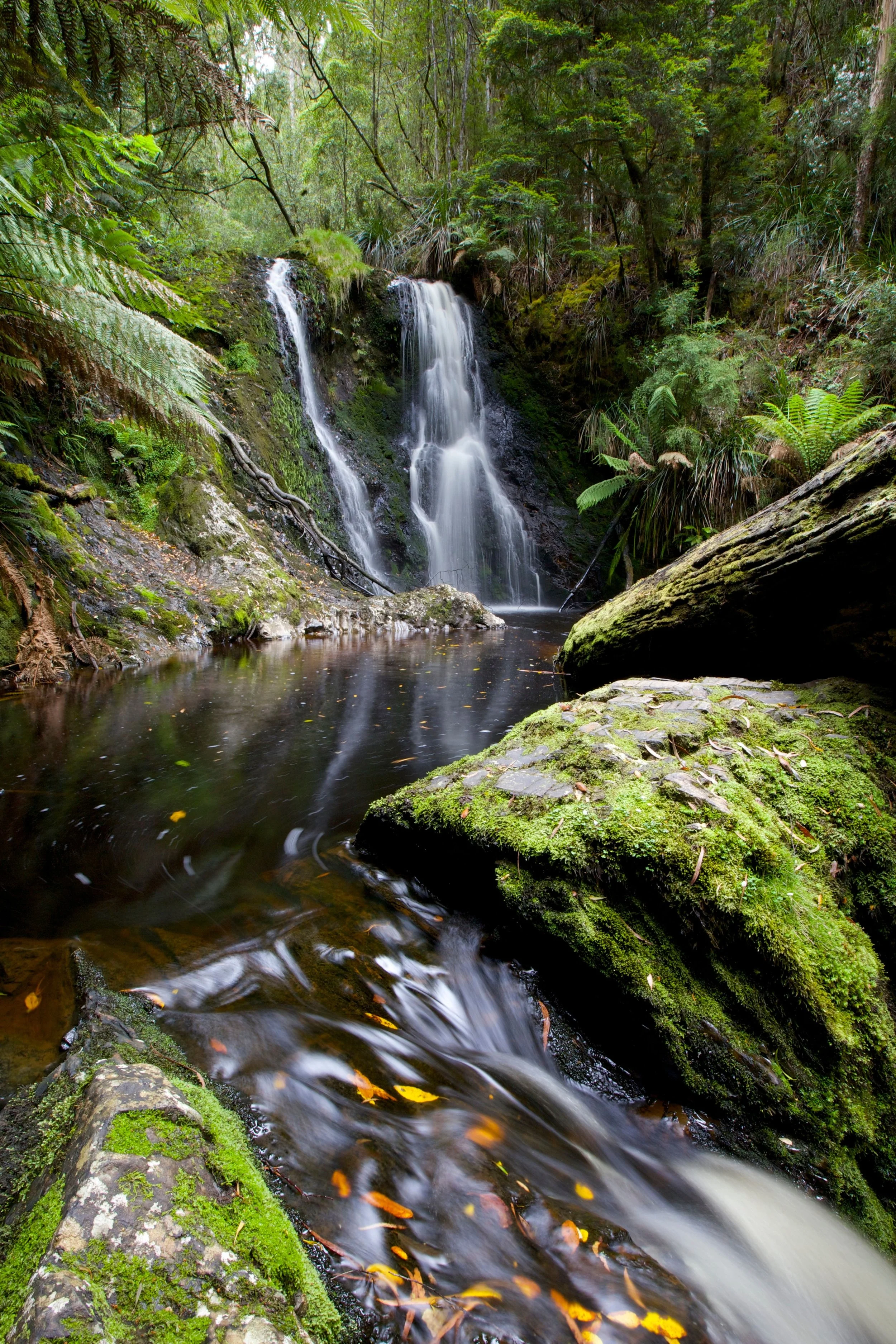 A small waterfall flowing into a clear stream surrounded by lush green foliage and moss-covered rocks in a dense forest.