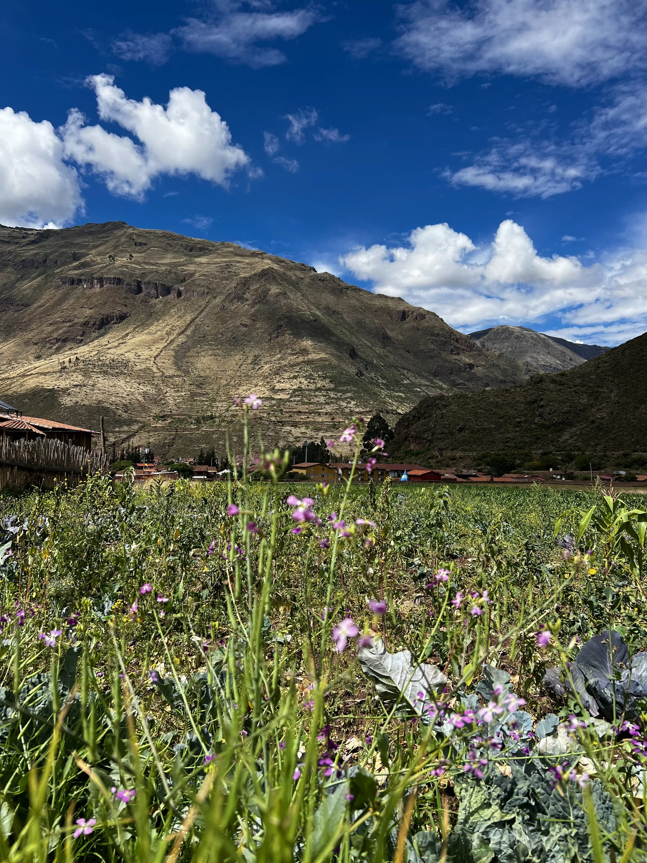 Scenic view of a farm with green plants and purple flowers in the foreground, a small village with red-roofed houses in the middle ground, and large brown mountains with terraced slopes under a partly cloudy blue sky in the background.