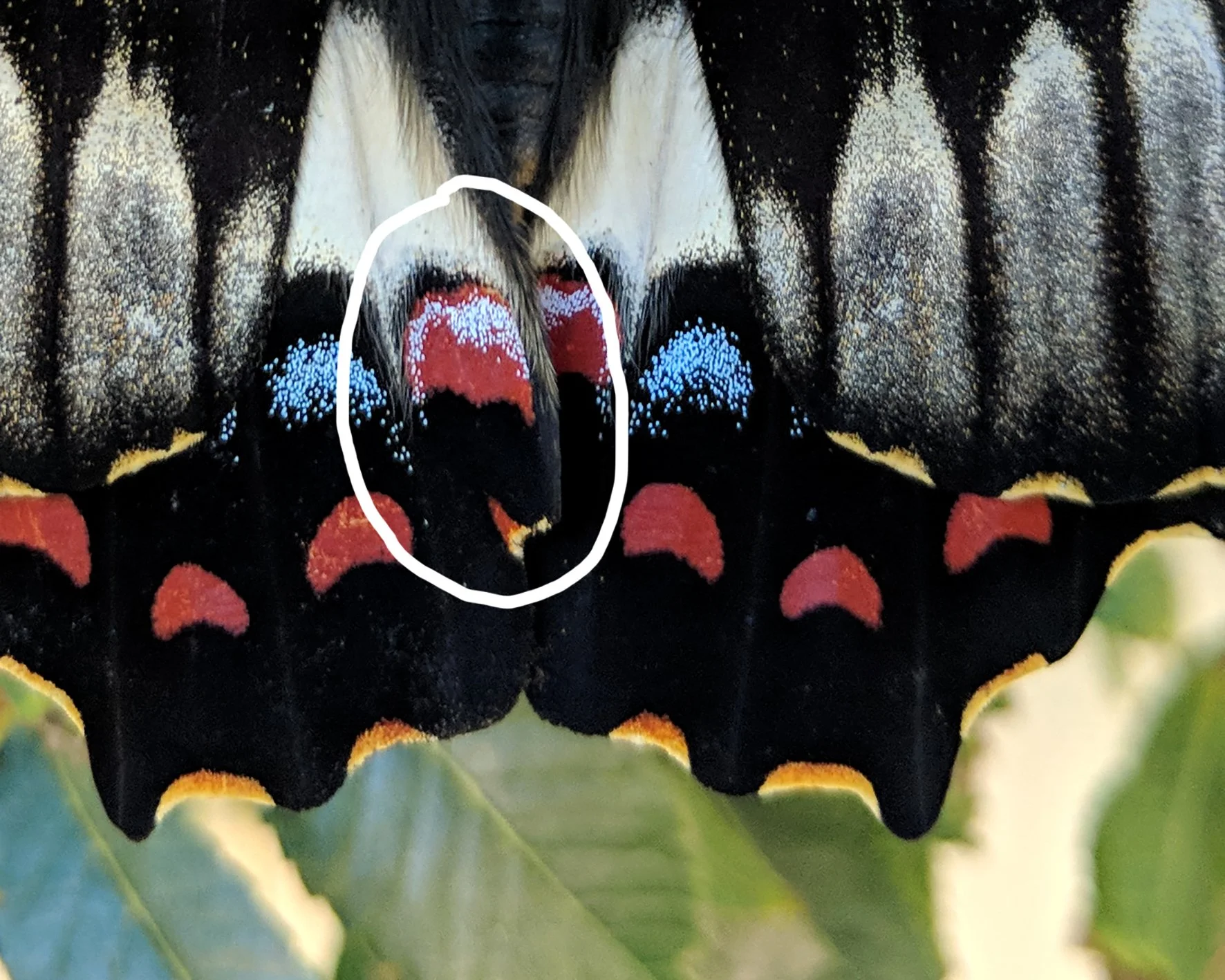 Orchard Swallowtail in my yard 2.jpg