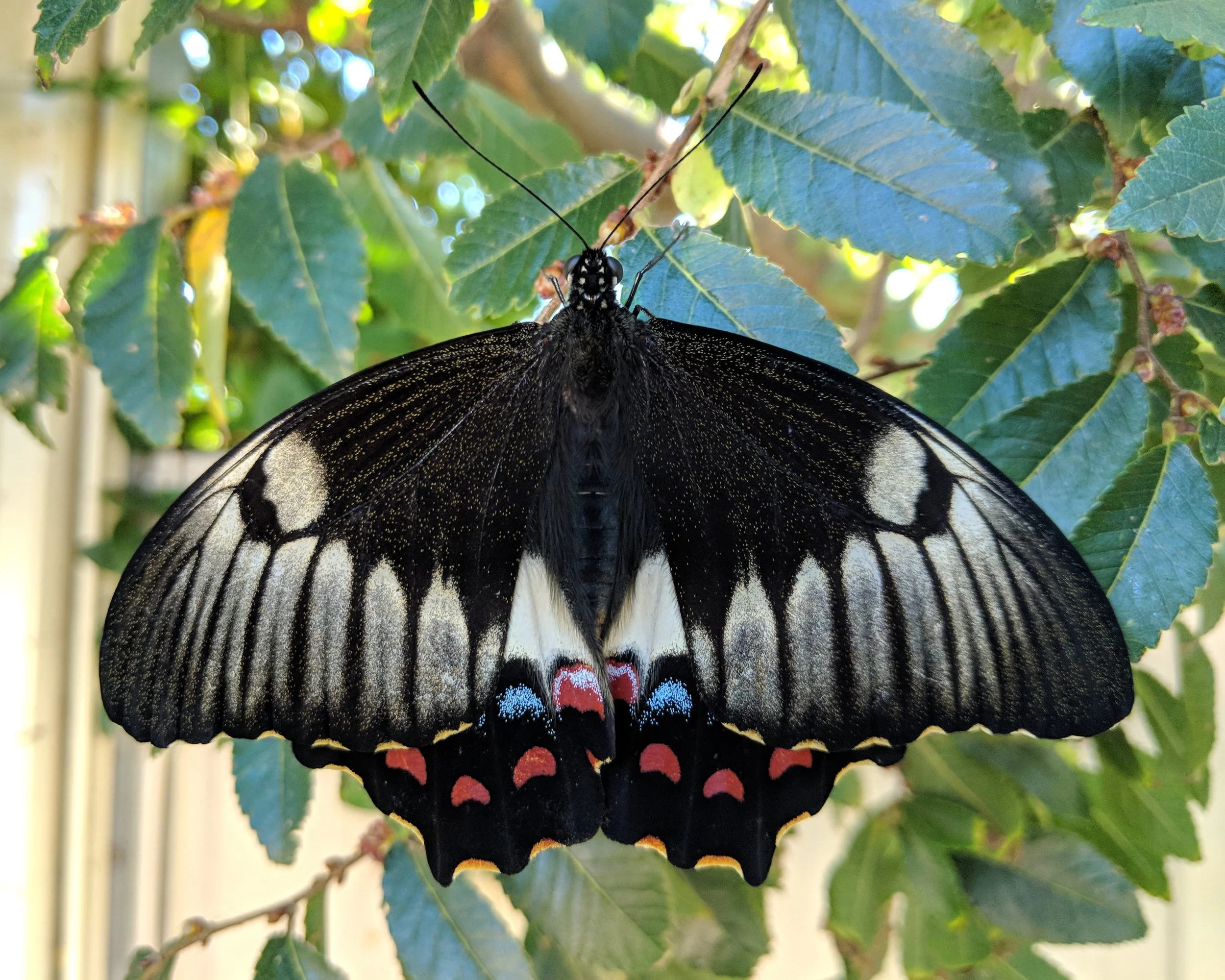 Orchard Swallowtail in my yard.jpg
