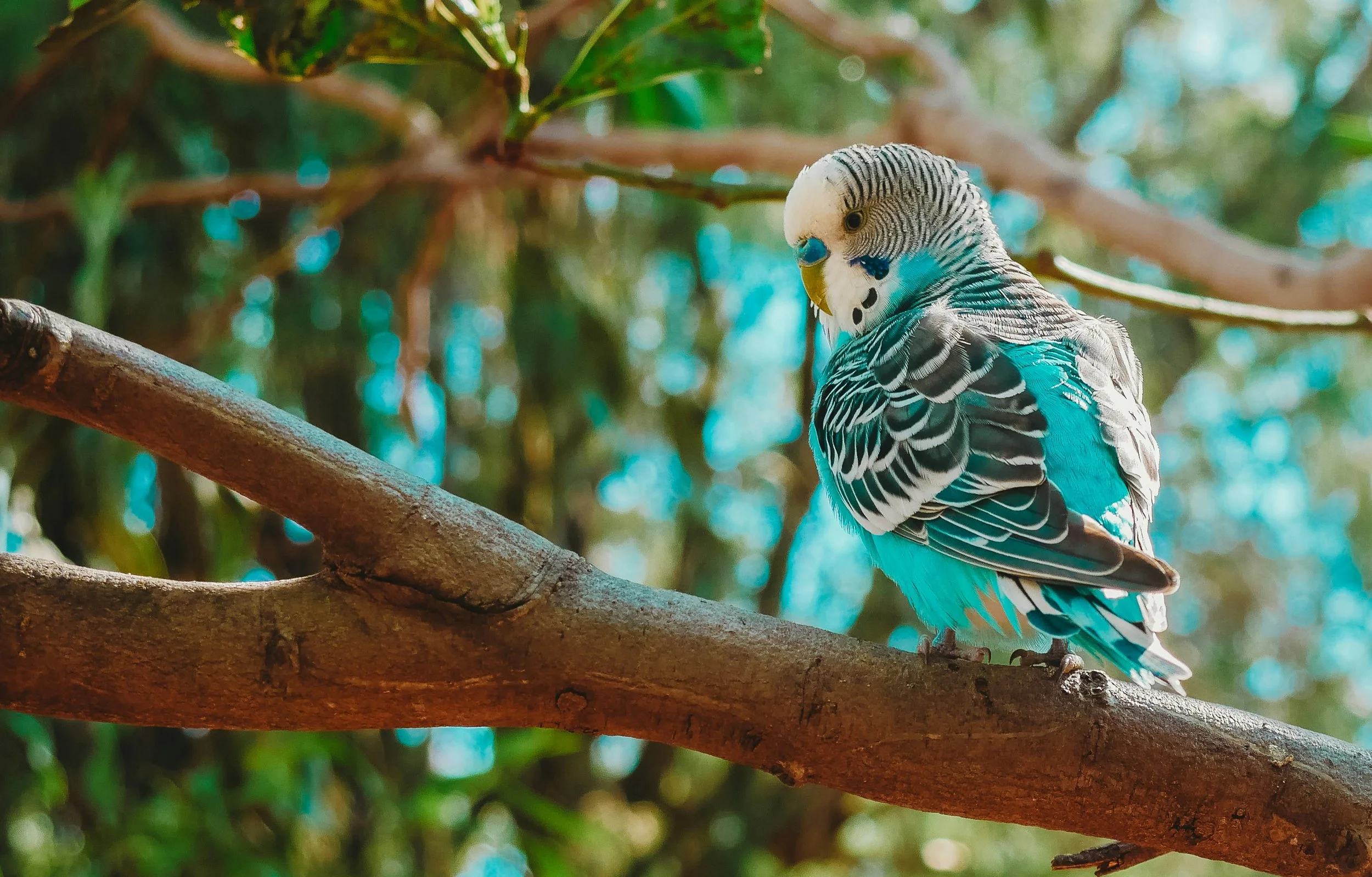 Teal and white budgie in a tree