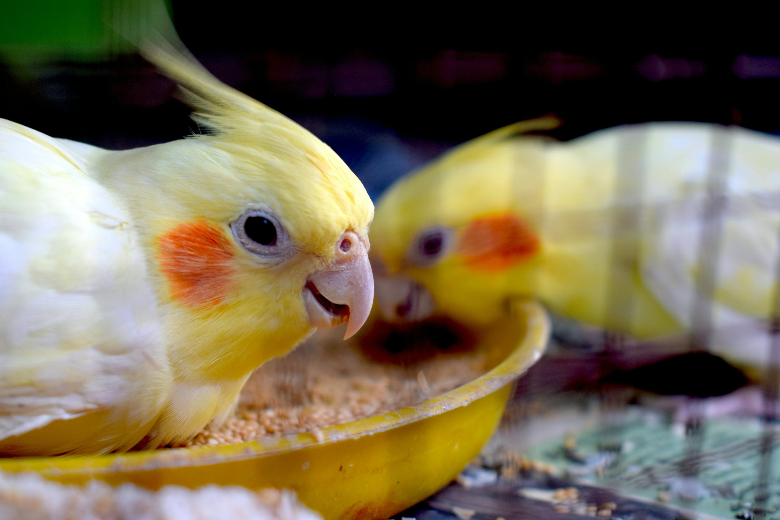 Close up of two cockatiels eating from a dish