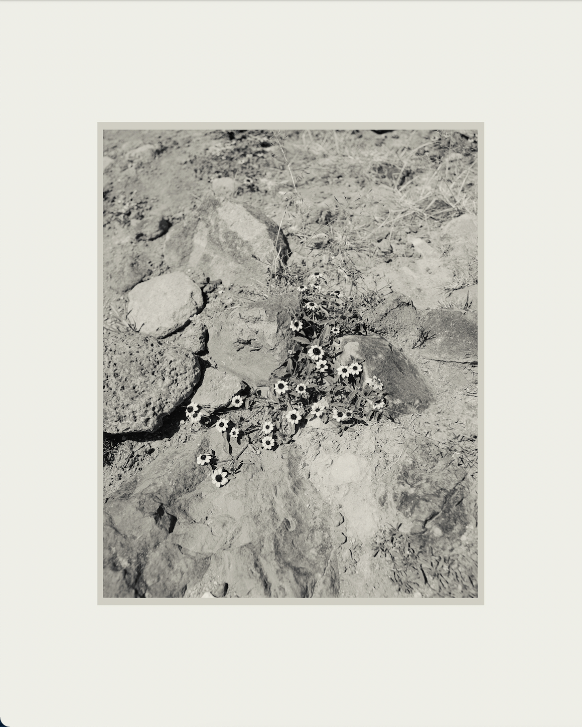 Black and white image of flowers growing from rocky terrain