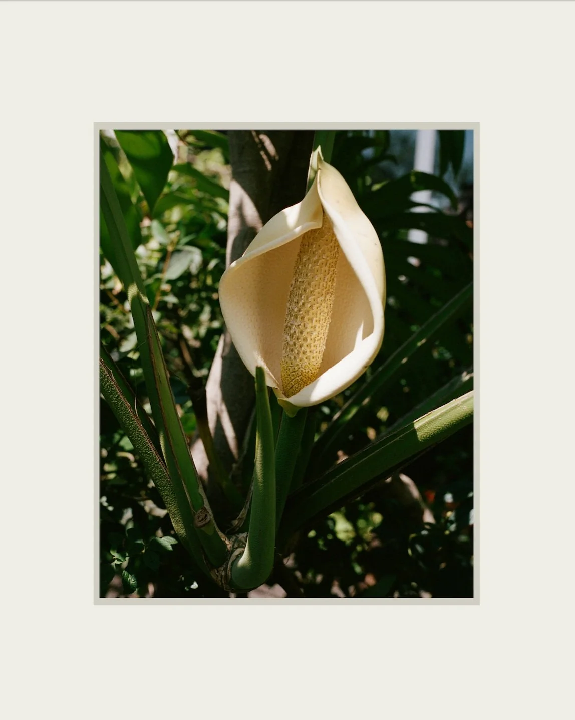 Close up photo of a monstera flower