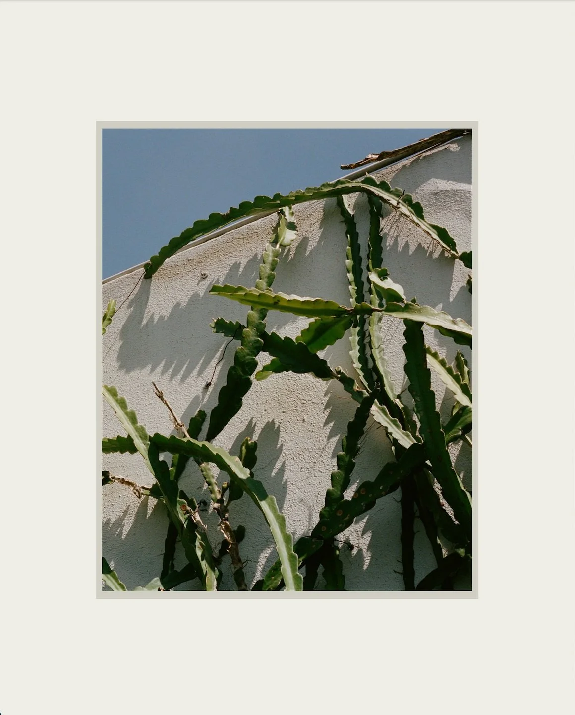 Image of a night cactus climbing a white wall