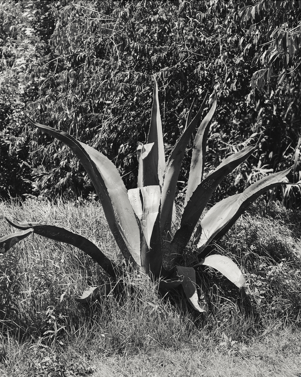 Black and white image of an agave plant in Mexico City