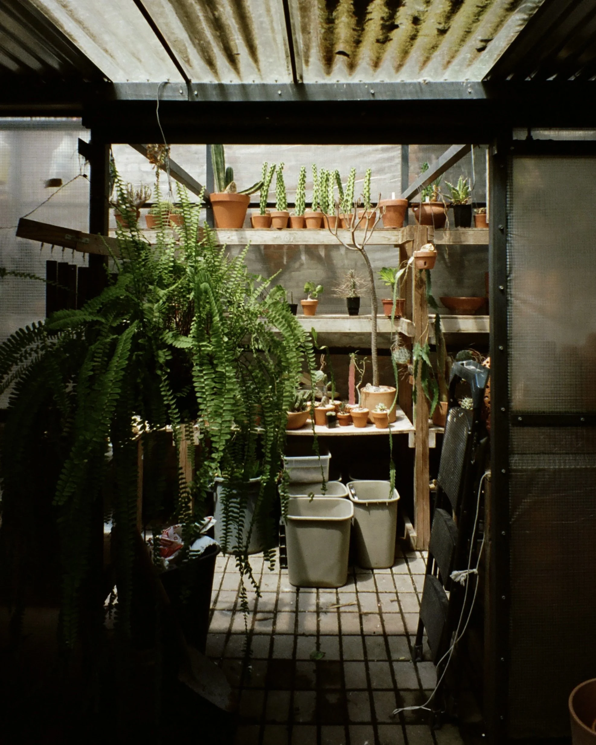Photo of a greenhouse with plants and terracotta pots
