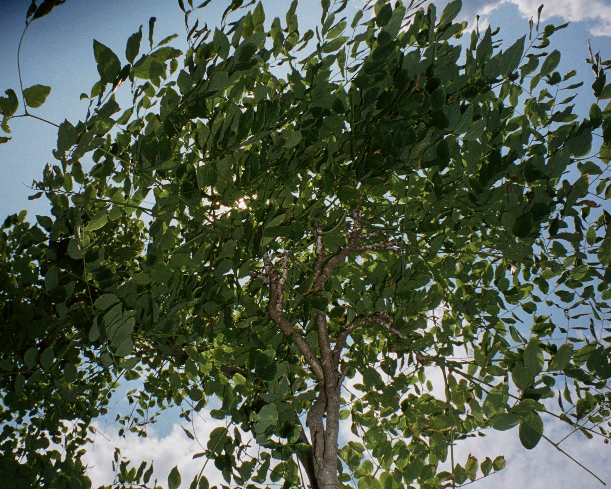 A photo of the sunlight through tree branches from below