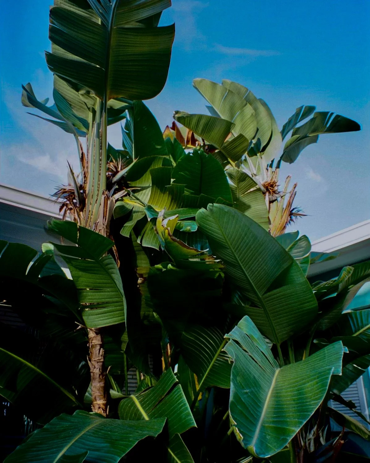 A photo of a Bird of Paradise plant