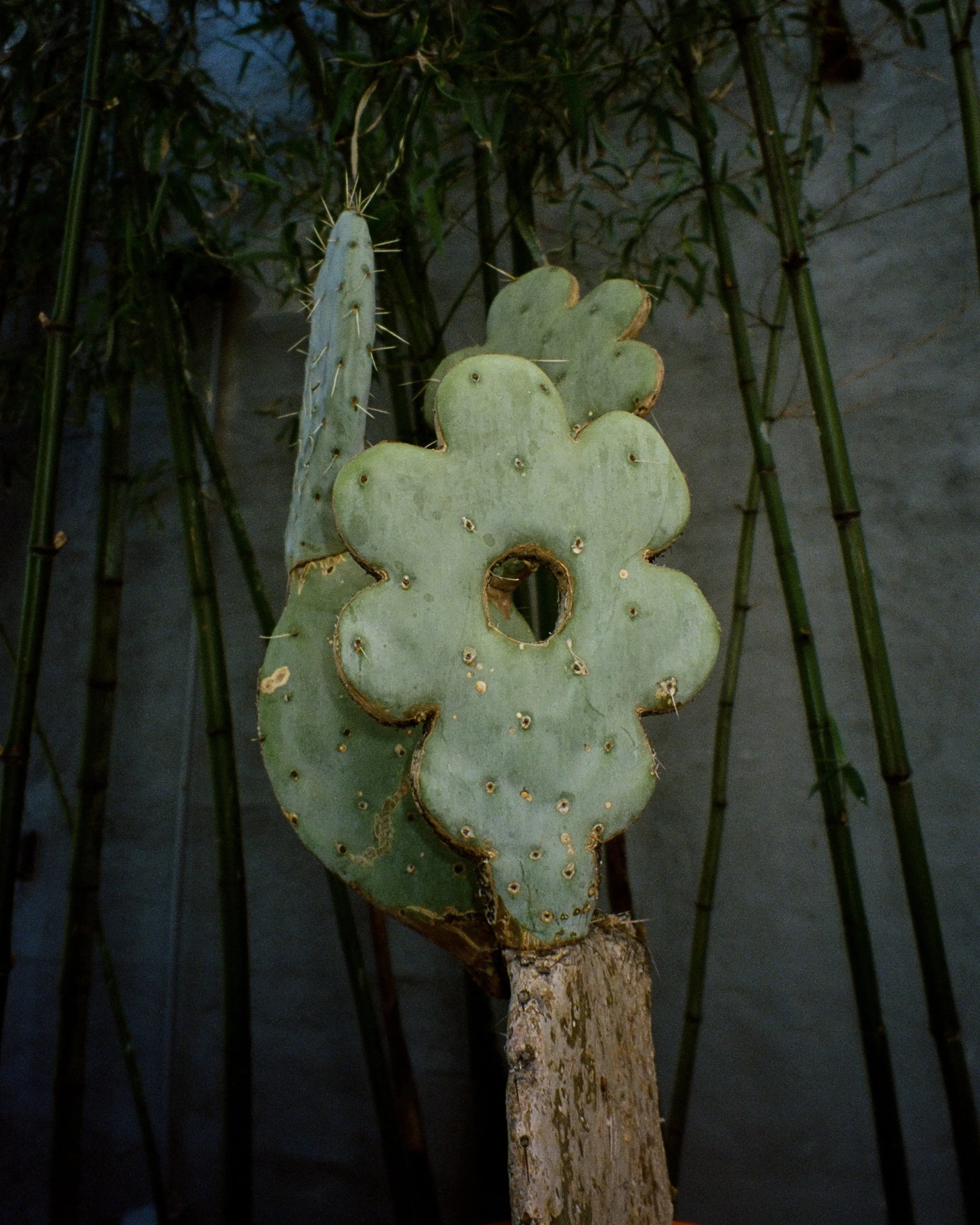 A cactus cut in the shape of a flower