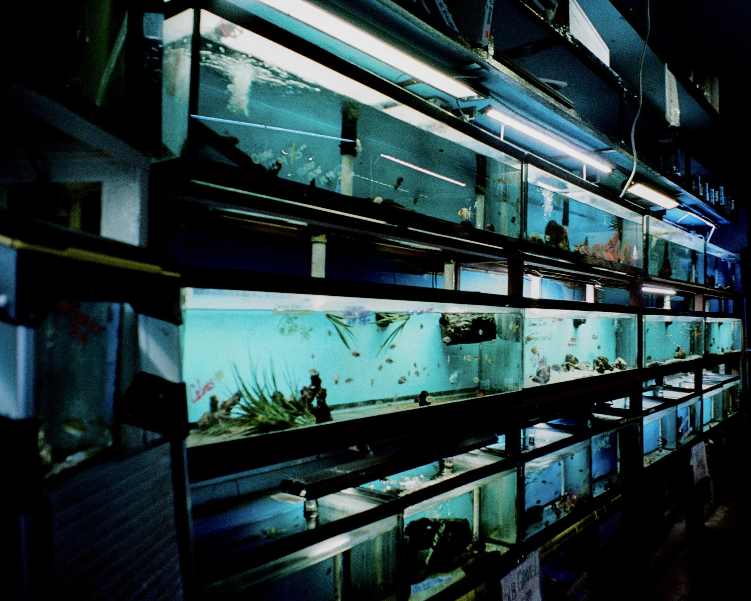 Fish tanks at a pet store
