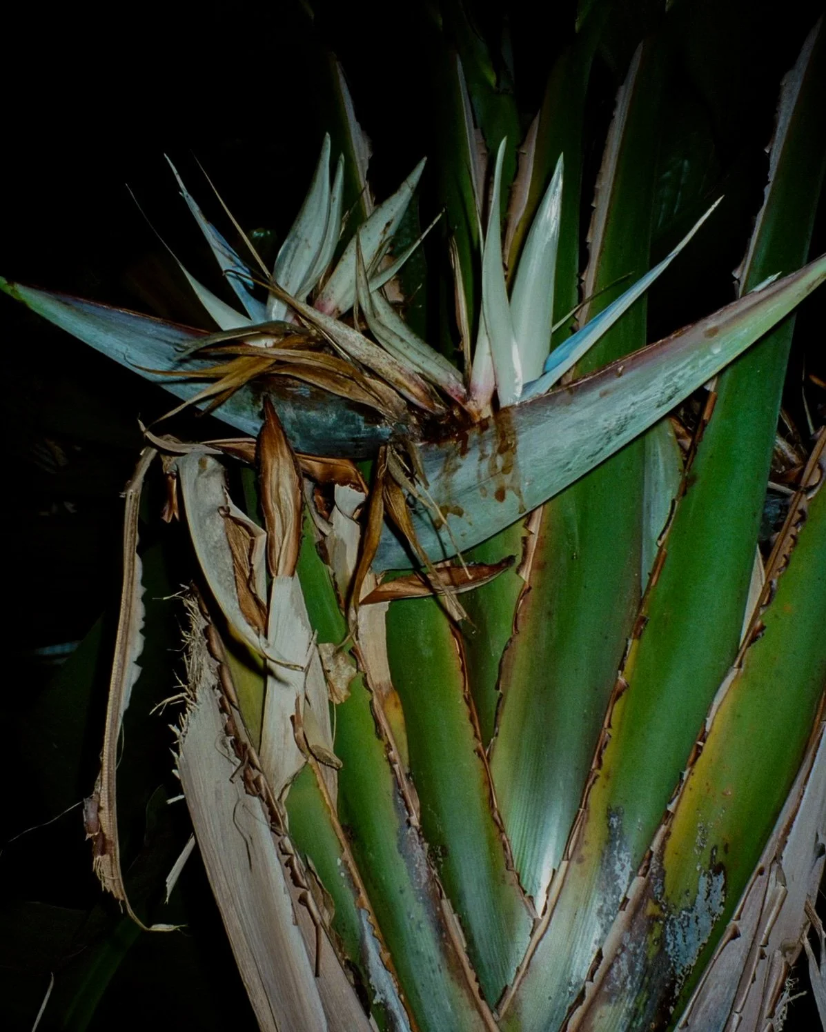 A close up picture of a Bird of Paradise flower