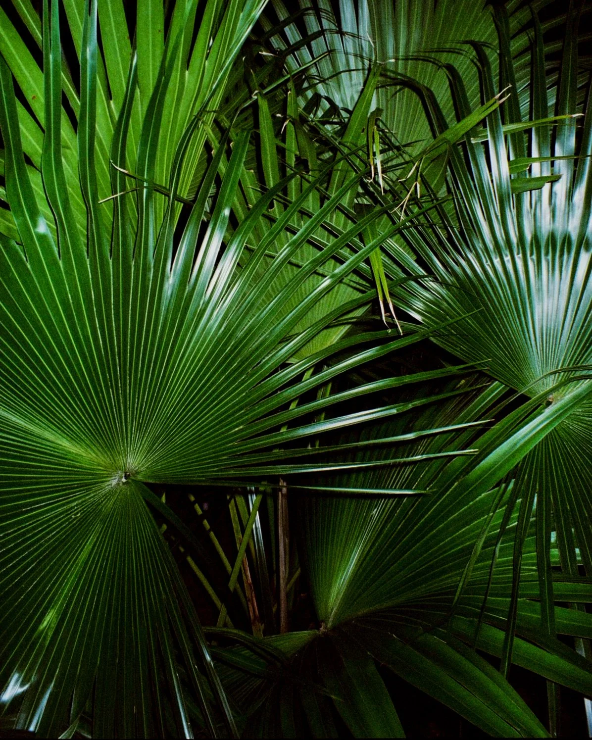 Flash photo of palm tree leaves