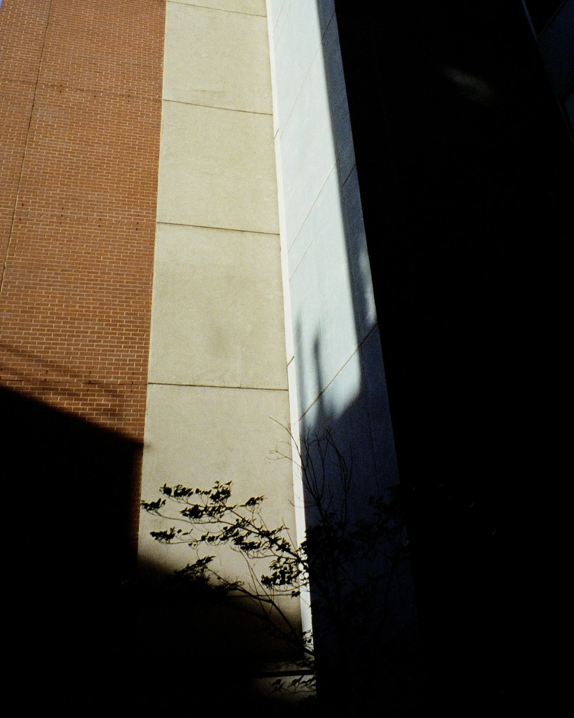 Dramatic sunlight with a young tree and it's shadow