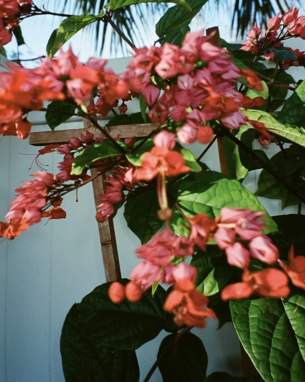 A close up of pink flowers