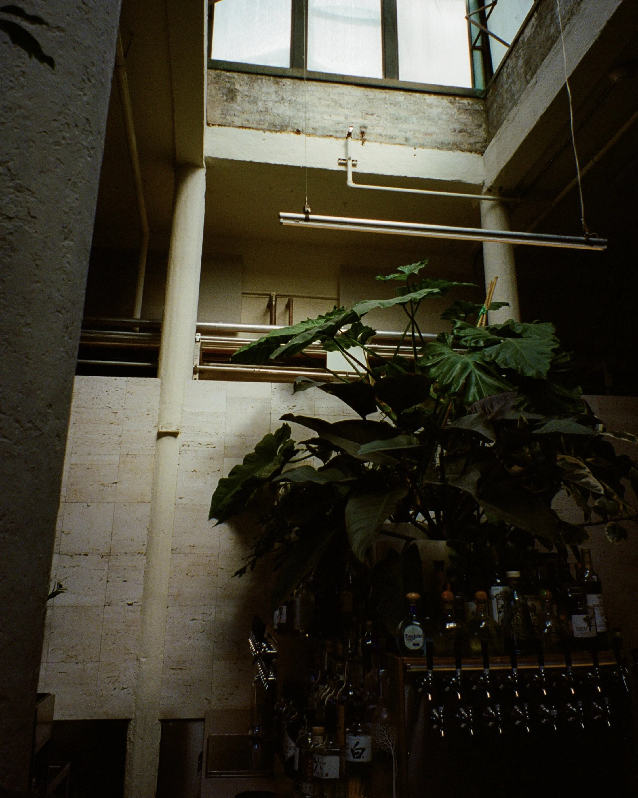 A large plant growing inside a bar