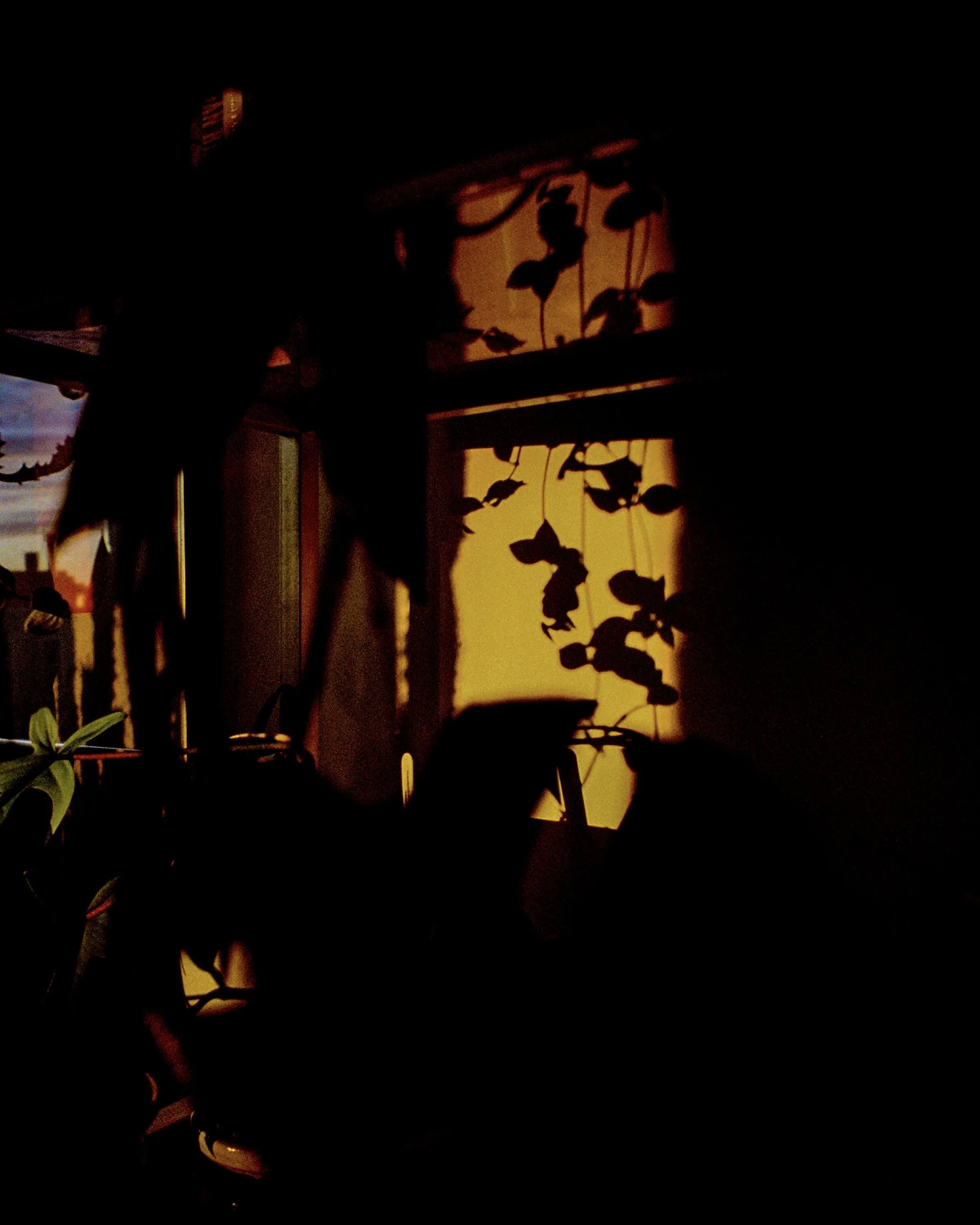 Dramatic golden hour light on a collection of plants