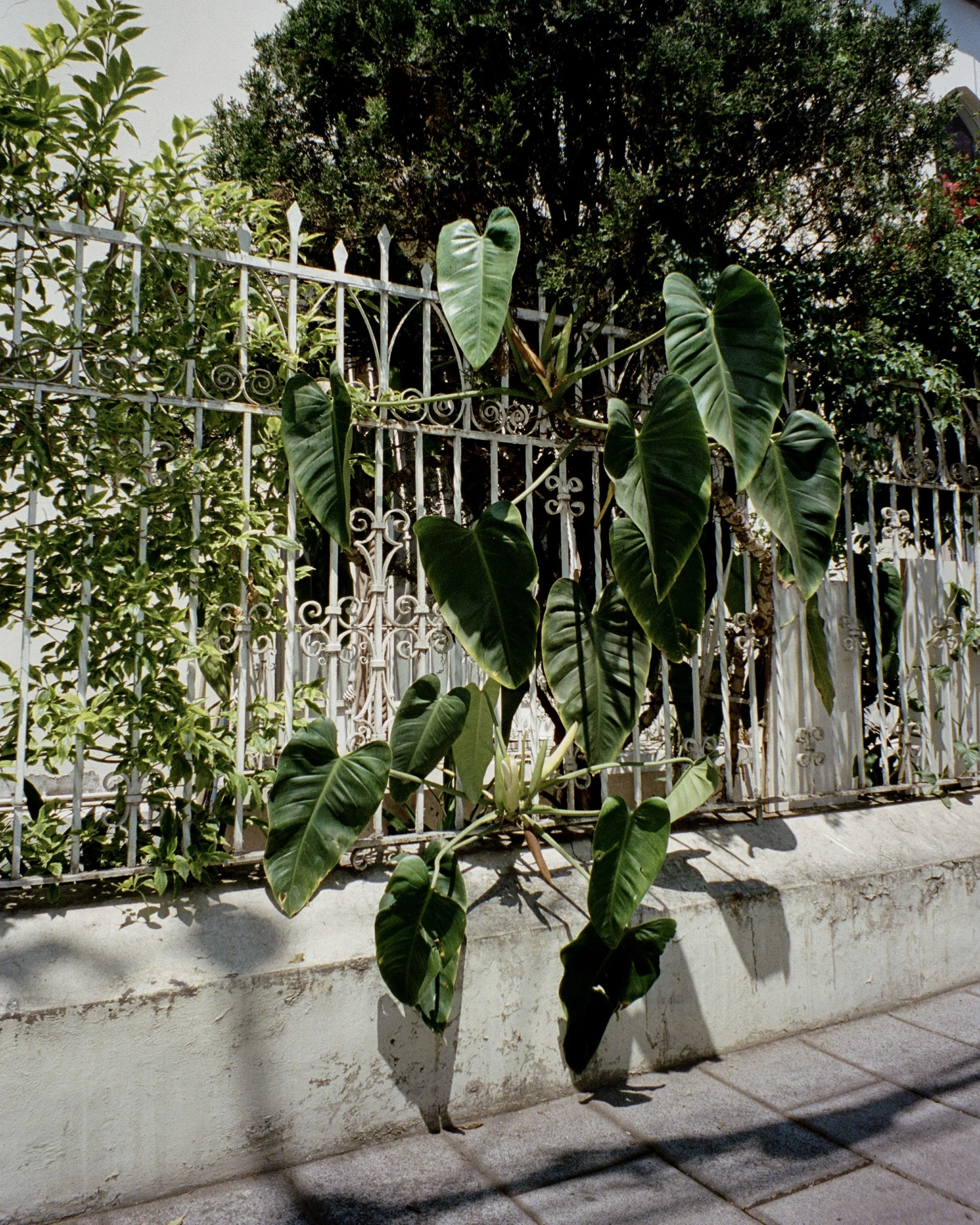 Plants growing outside of a fence in Mexico City