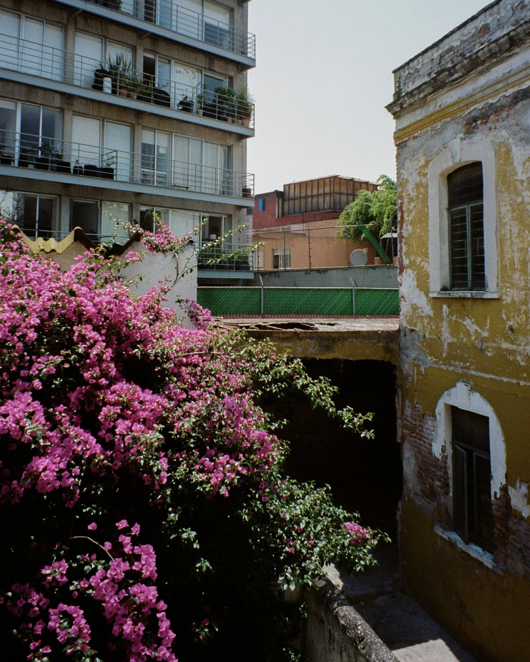 A flowering plant blooming in an alley