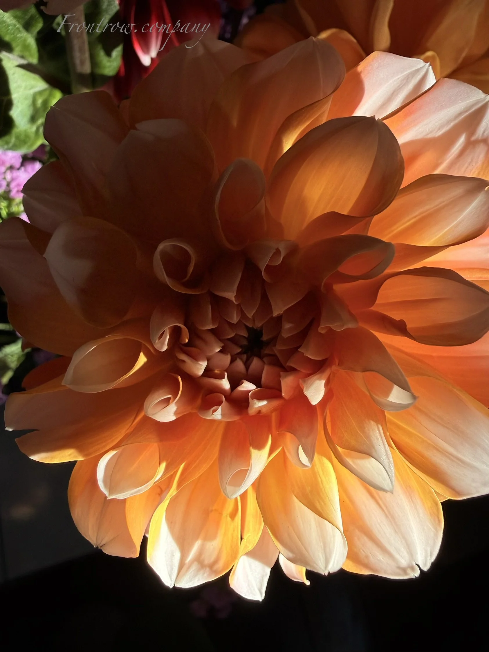IMG_8021.jpeg