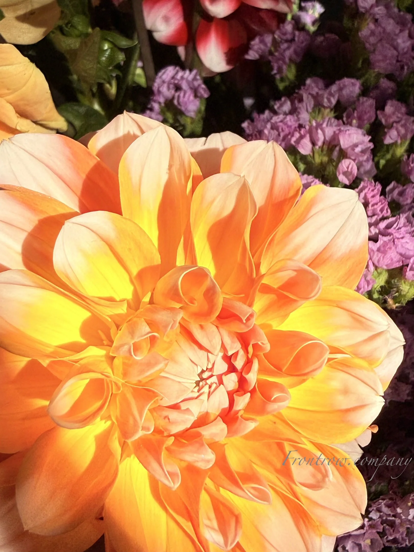 IMG_8033.jpeg