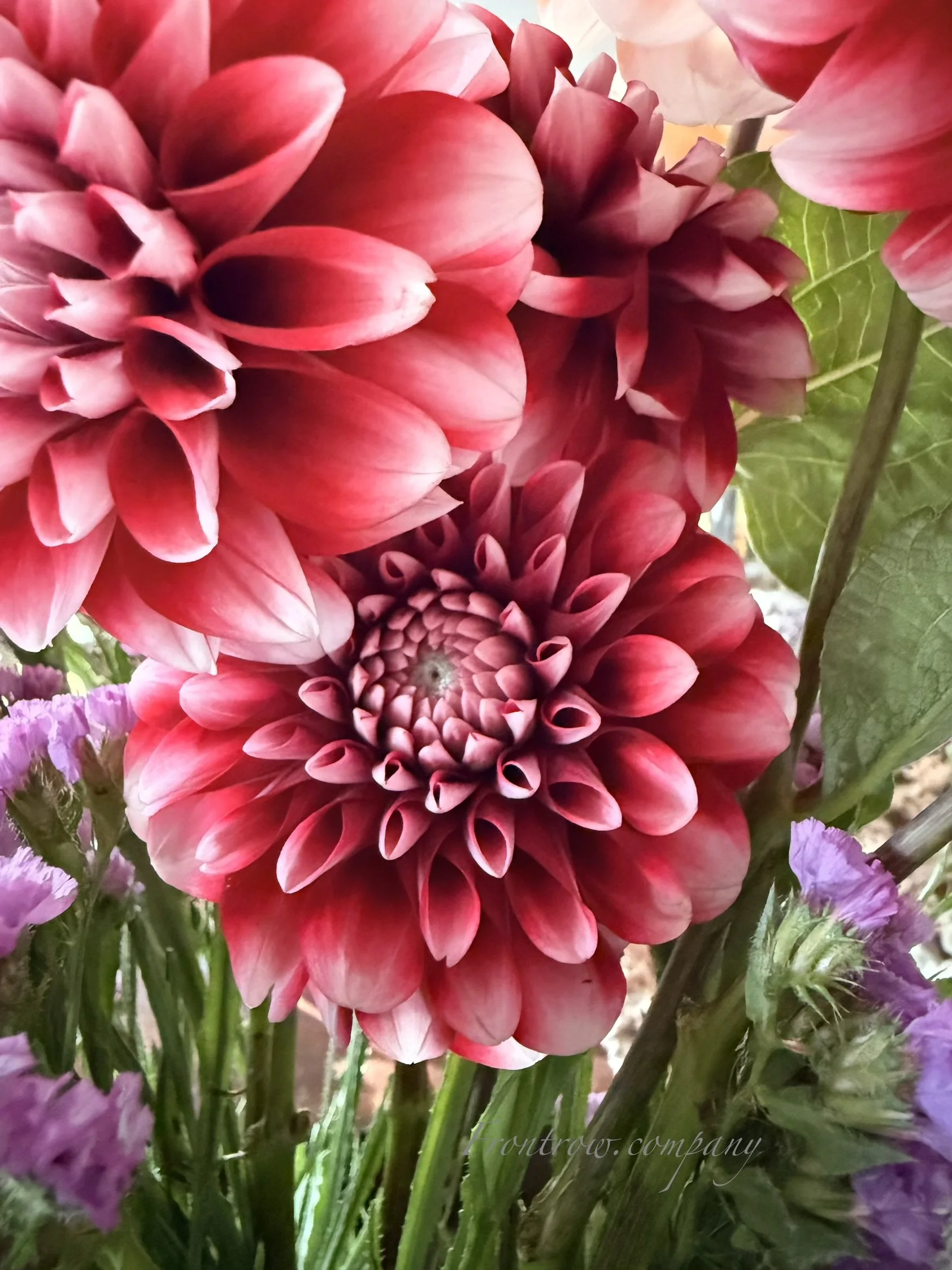 IMG_8019.jpeg