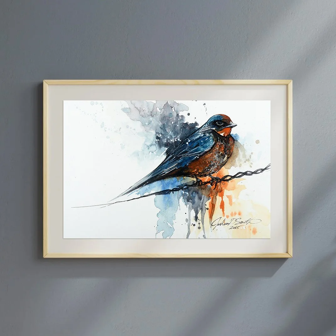 Barn Swallow