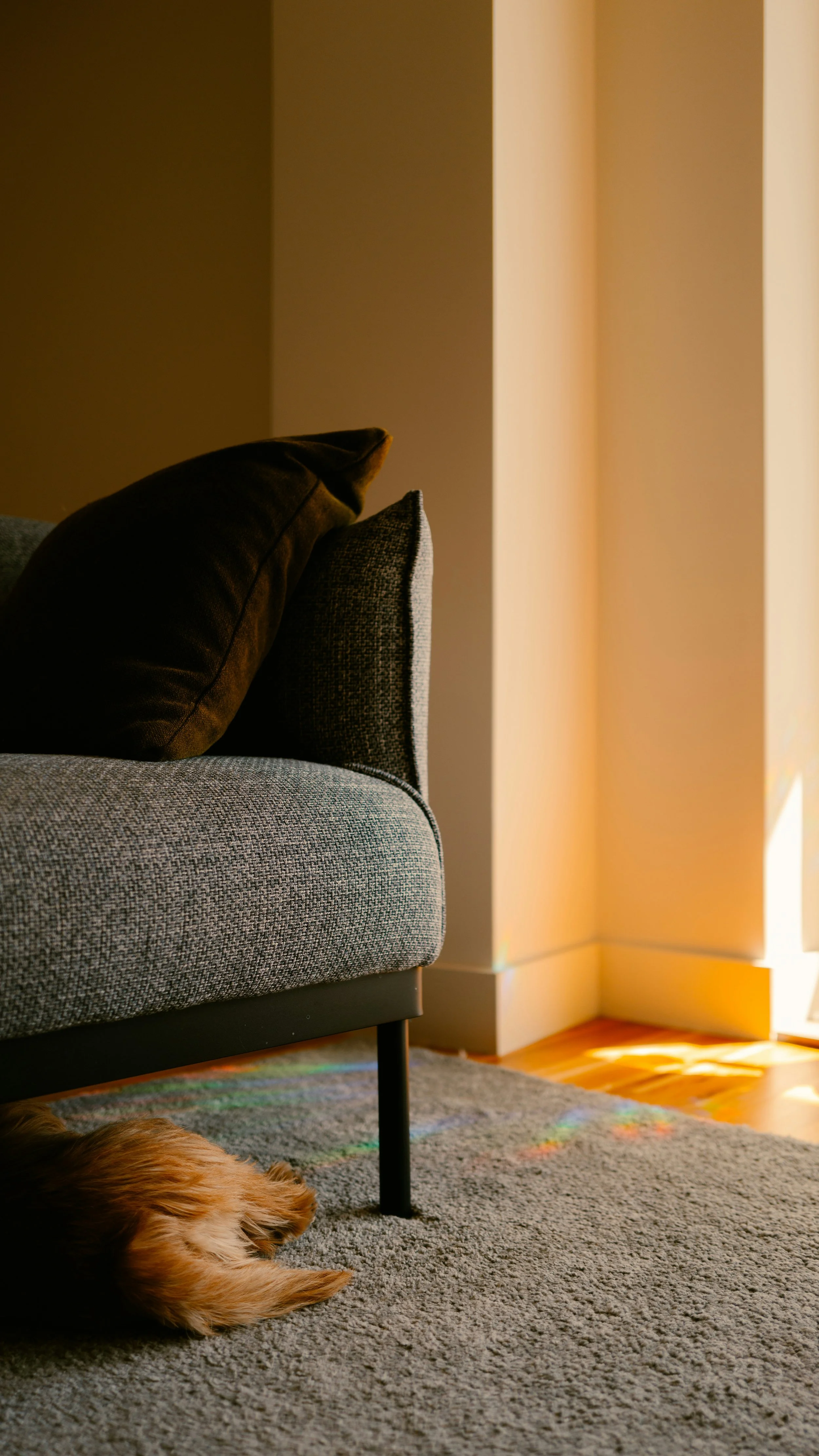 Part of a gray sofa with black and beige pillows on it, showing a domestic setting with sunlight coming through a window and a dog's tail visible under the sofa.