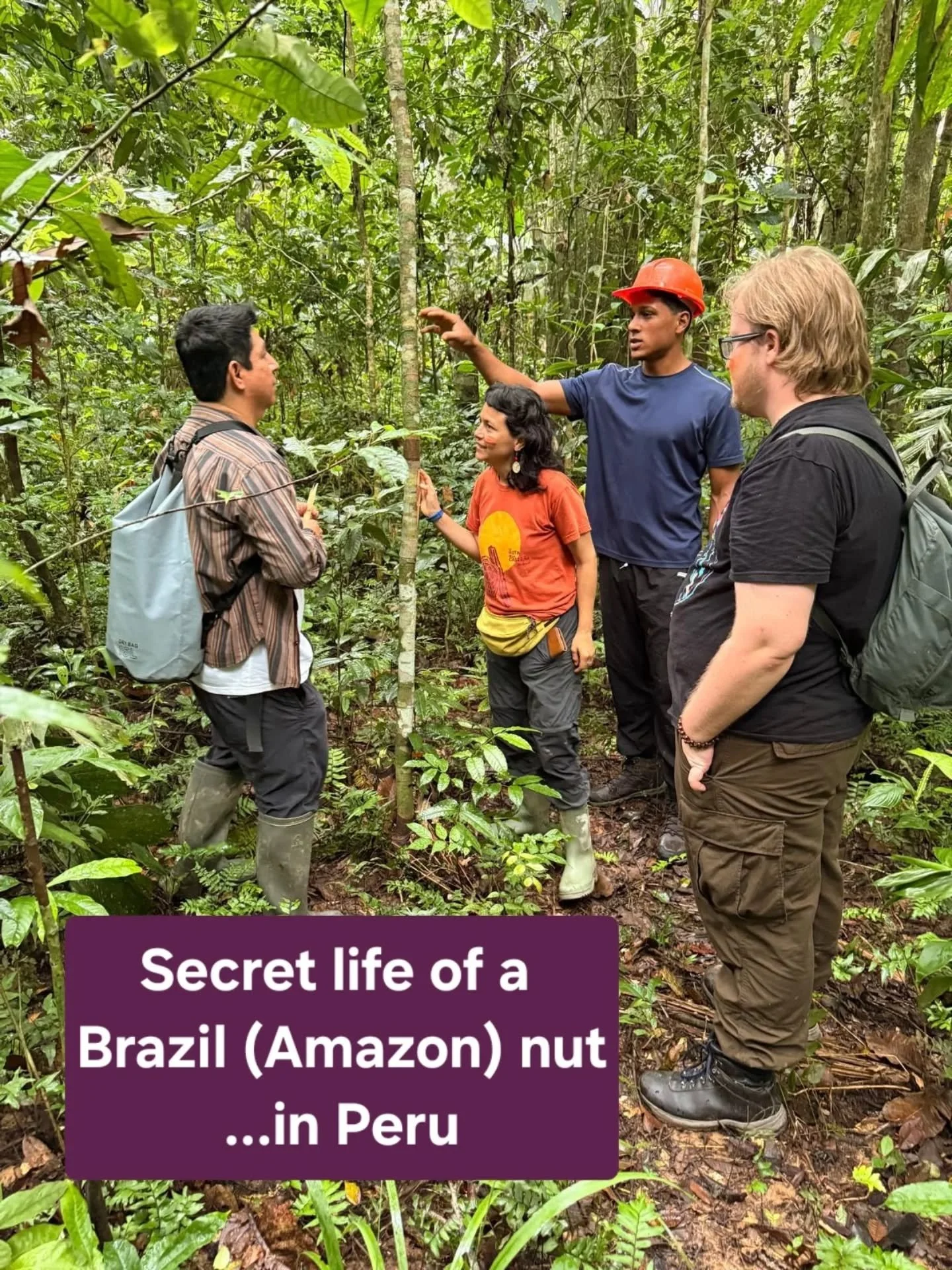 If this doesn't make you appreciate just how special casta&ntilde;a amaz&oacute;nica is - as Peruvians call it - or simply, the Brazil nut, then maybe nothing will.

Our 'Taste Buds' in Peru saw for themselves:

● Wild harvested - not to be difficult