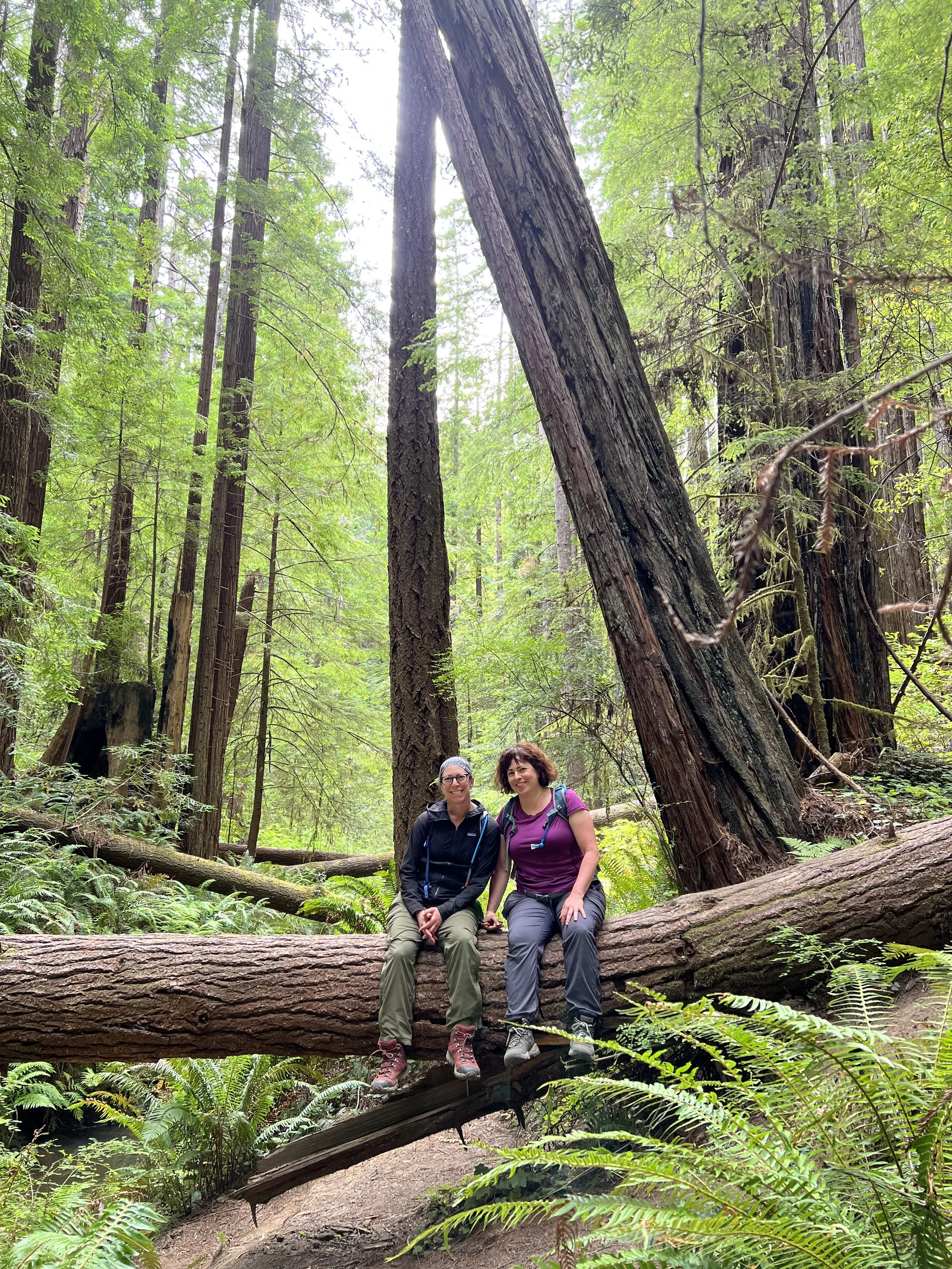 Two women with backpacks sitting on a fallen tree in a lush green forest with tall trees and ferns.