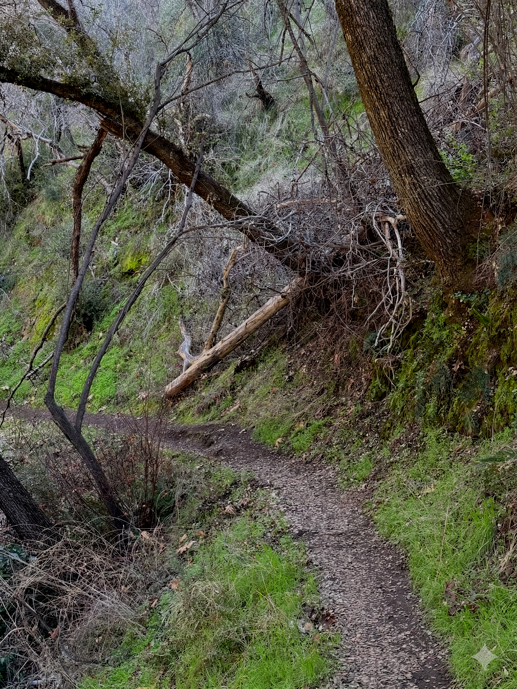 A narrow dirt trail winding through a forested area with trees, bushes, and overhanging branches. Multiple fallen logs and branches are visible, with some leaning against trees.