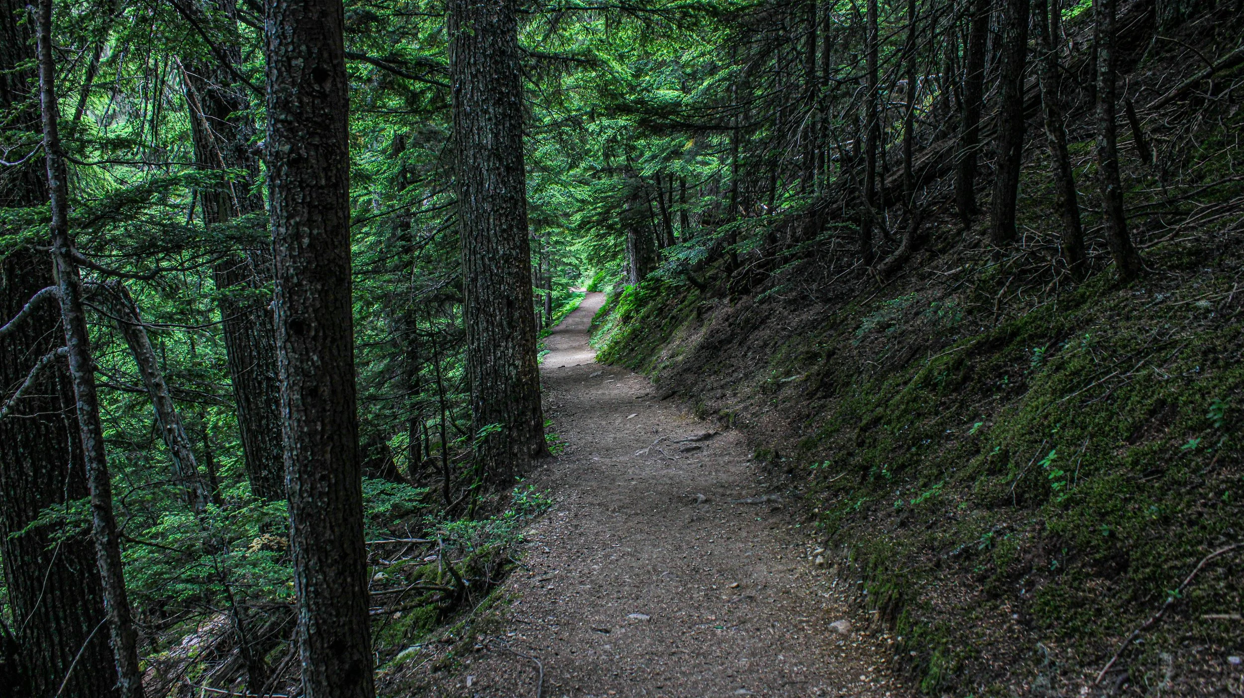 A dirt trail winds through a dense, green forest with tall trees and lush foliage.