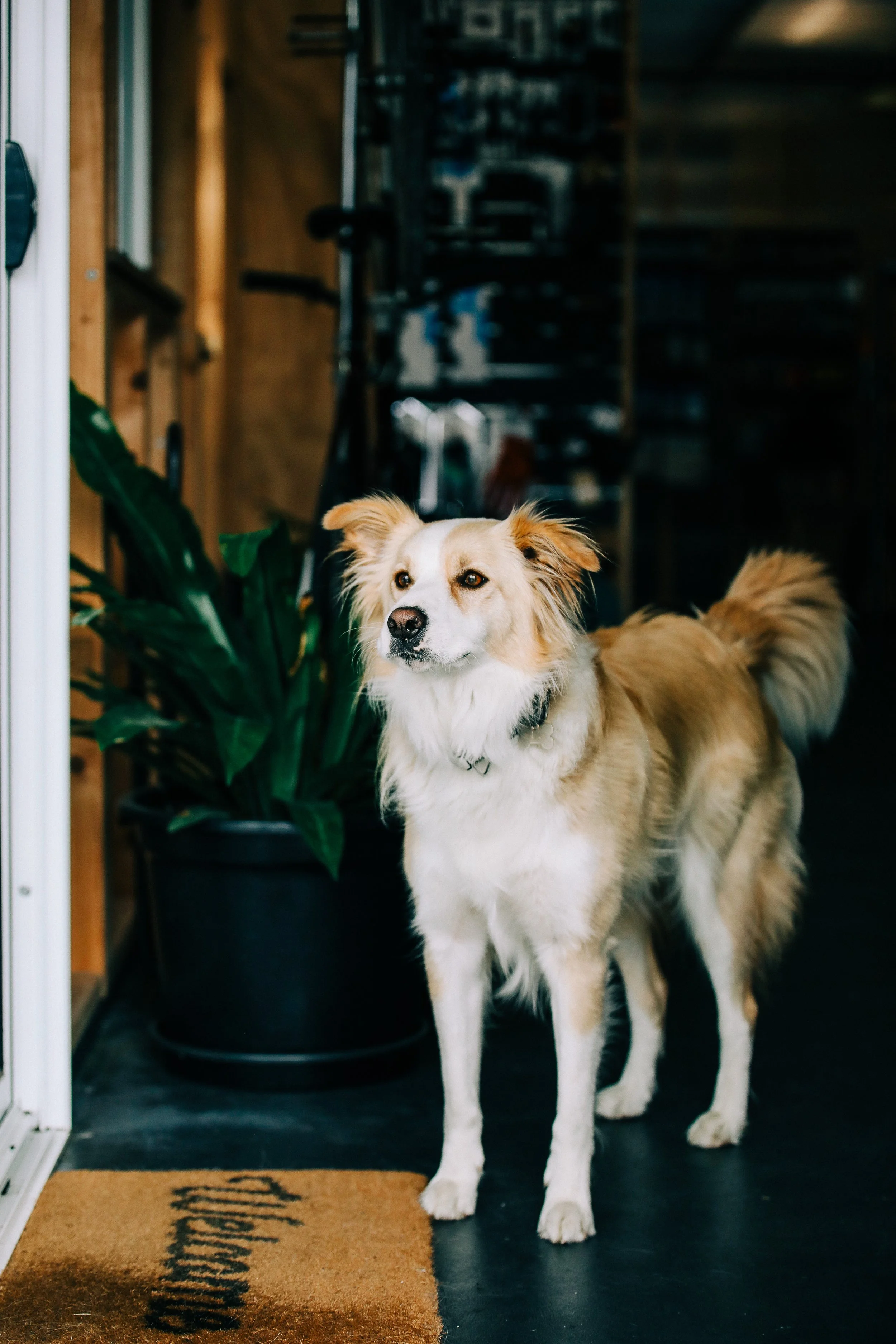 A tan and white dog standing inside a house near a green potted plant, with a wooden wall and shelves in the background.