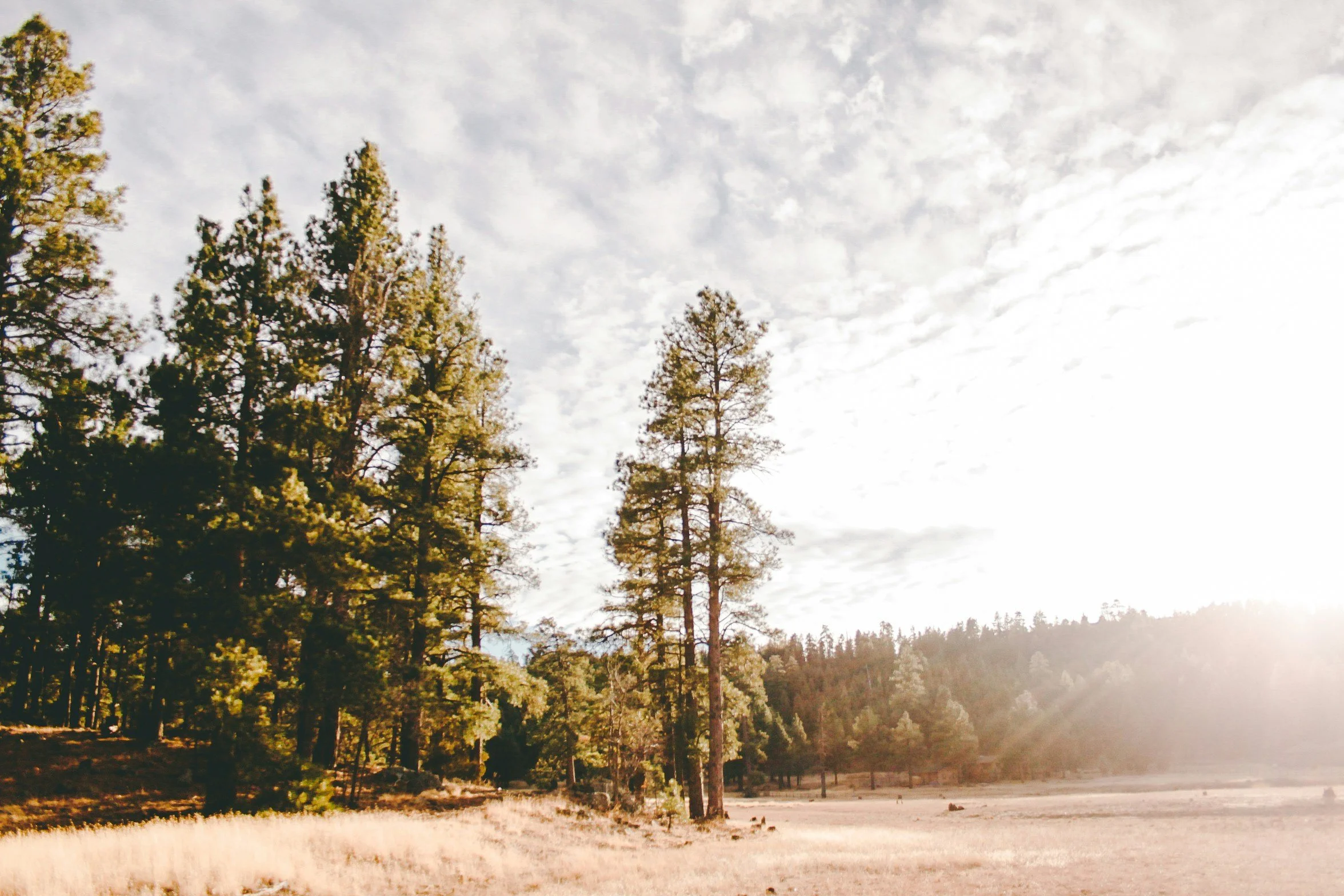 Tall pine trees in a forest with a clear sky and scattered clouds, sunlight illuminating the trees and forest floor.