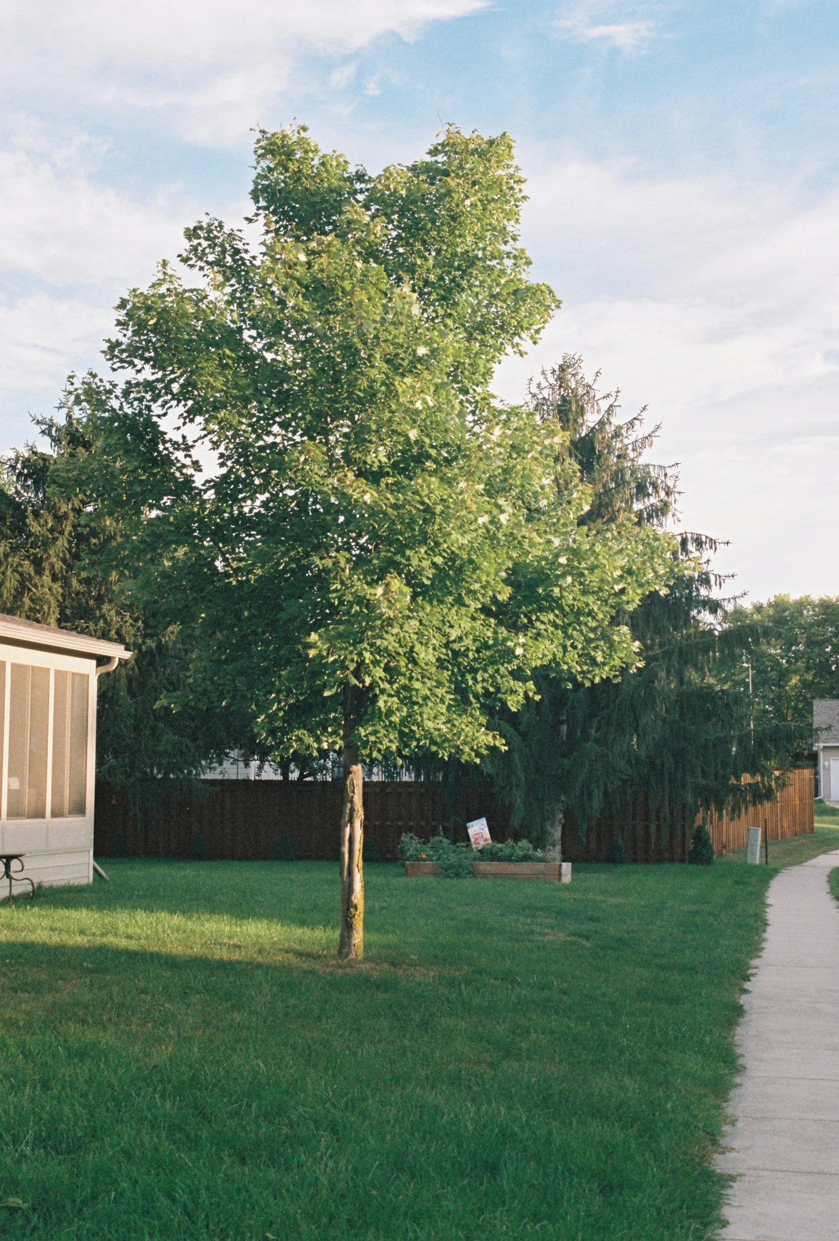 Green tree in a backyard with a lawn, a wooden fence, and a sidewalk.